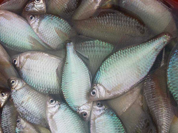 鰱魚配送