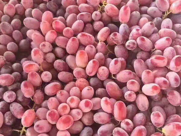 红提配送